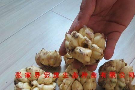 百合种子分几种类型