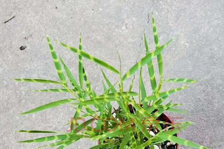 虎斑竹和虎斑风竹是同一品种吗