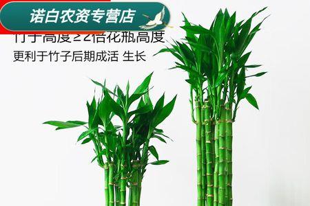 可以用84消毒液清洗水培竹子吗