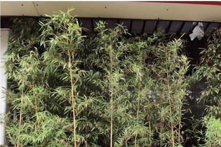 龙鳞竹种植方法