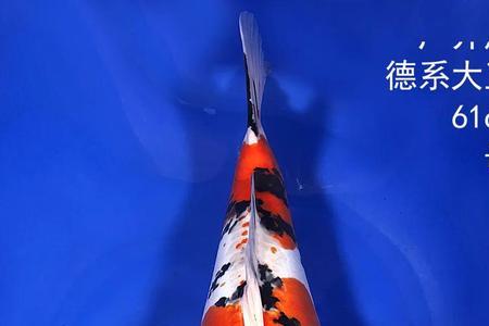 日本锦鲤和德系有什么不同