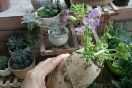 春季萝卜怎么种不开花
