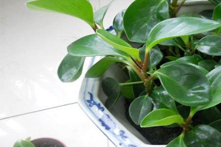 碧玉花3月份能扦插吗