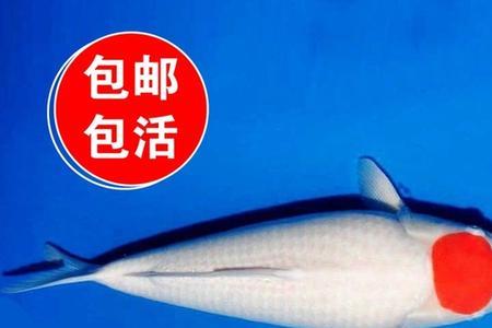 昭和锦鲤多大开始发色