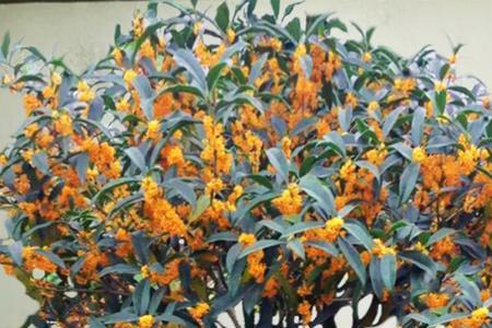 种院里金贵和四季桂花哪个好