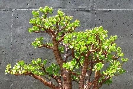 风化石适合养玉树吗