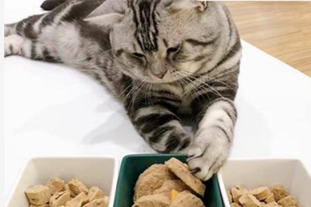 油鱼能给猫吃吗