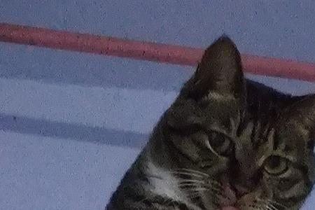 狸花猫属于非短鼻吗