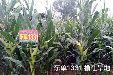 东单905与1331相比哪个好