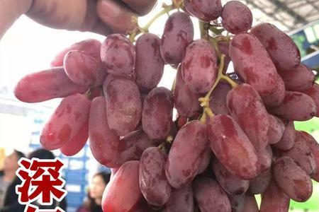 深红无籽葡萄叶片特点