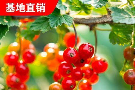 红嘉伦是葡萄吗