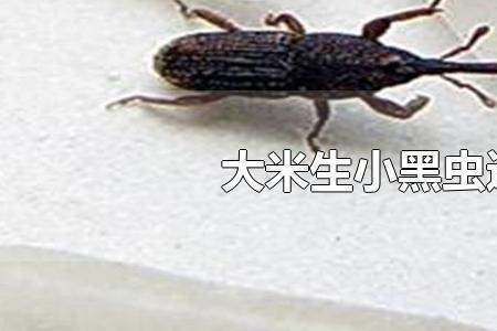 南瓜瓤生虫子还能吃吗