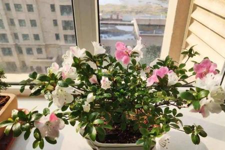 杜鹃夏天晒伤叶子
