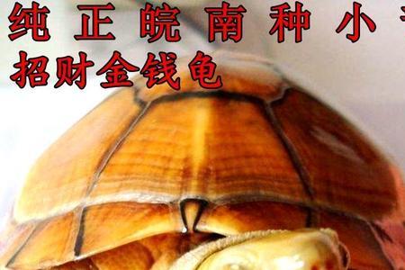 小青龟苗水深多少养