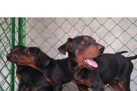 莱州红犬六个月不立耳怎么办