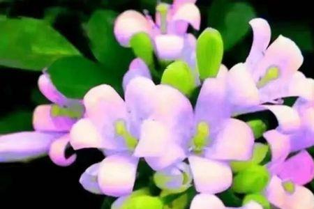 紫色泡桐几年开花