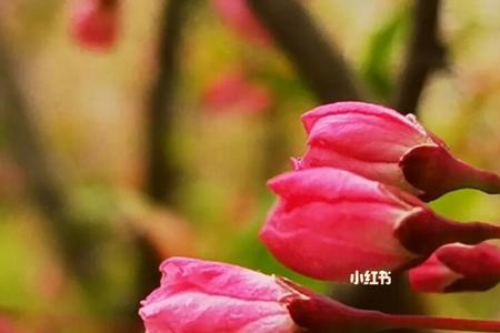 垂丝海棠人像拍摄技巧