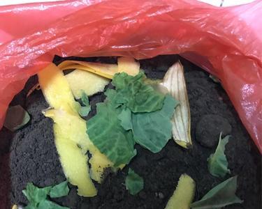 菜叶埋在地里是肥料吗