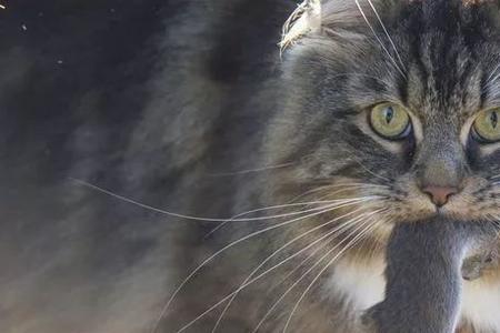 猫的捕食特点是什么
