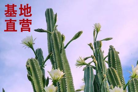 量天尺和天轮柱的区别