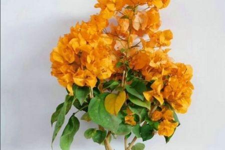 顺其自然黄色三角梅怎样养