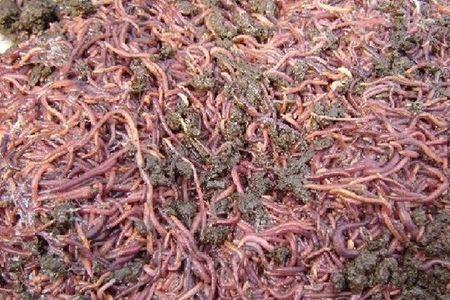 大棚养殖蚯蚓会有寄生虫吗