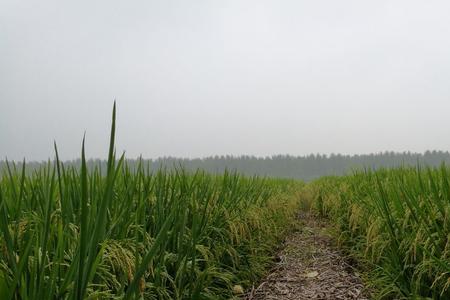 安两优305杂交水稻