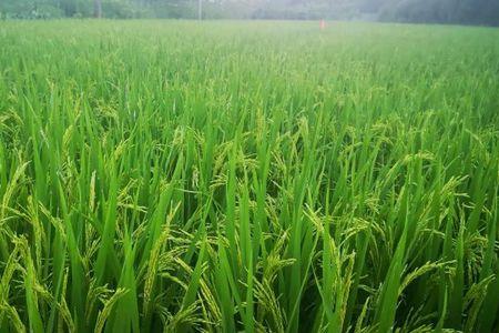 水稻为什么不怕下雨