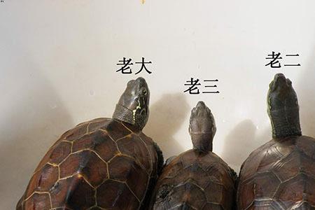 乌龟随地大小便