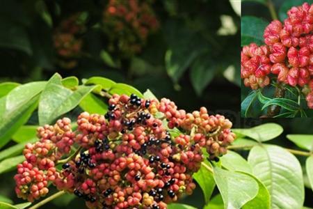 40厘米吴茱萸几年挂果