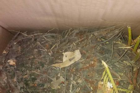 铁树拦腰砍断的根部还能活吗