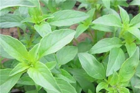 荆芥根种植方法