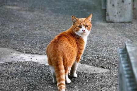 猫的本质属性