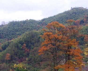 四明山哪个村风景最好