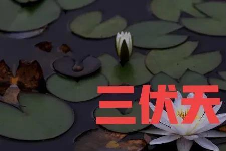 云南8月份三伏天热吗