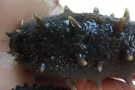 变质海参泡发后怎样