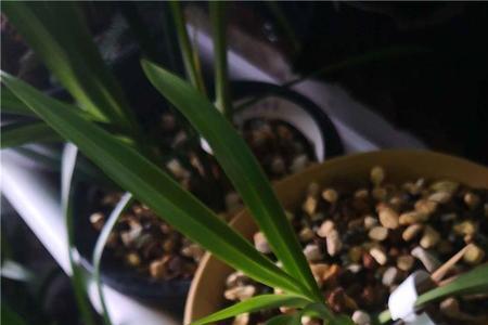 建兰新芽腐了怎样处理