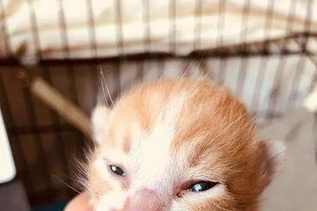 为什么猫会杀死别的猫的崽子
