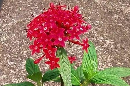 繁星花几月播种