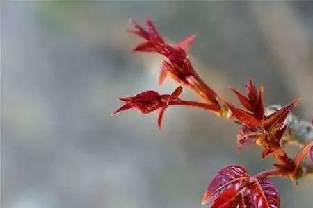 大刺菜与香椿菜有什么区别