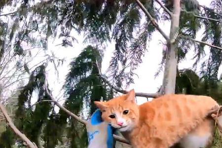 救了一只猫代表什么