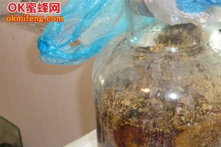 蜂泡酒是活的还是死的