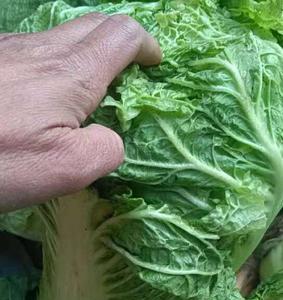 油绿3号白菜好吃吗