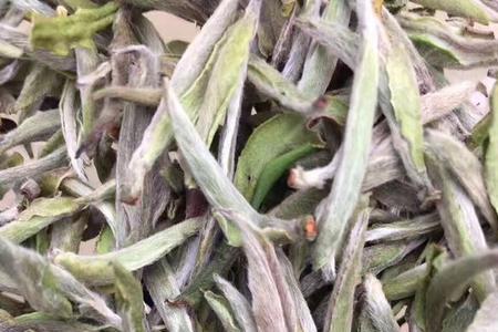 贵州没有福鼎大毫茶吗