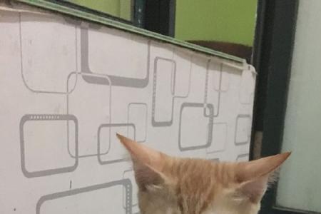 怎么让猫咪一天拉便便