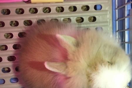 猫猫兔两天没喂能饿死吗