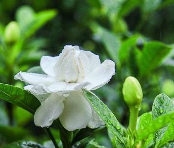 栀子花谚语