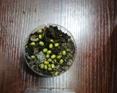 绿豆种子发芽要几天