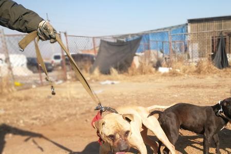 比特犬一窝能下多少个