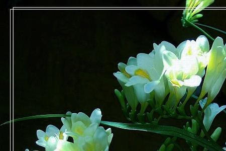 馥郁幽兰是什么意思